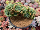 Echeveria 'Lemon Rose' Crested 5"-6" Succulent Plant