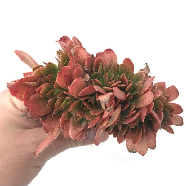 Echeveria 'Gandallis' Crested 5" Rare Succulent Plant