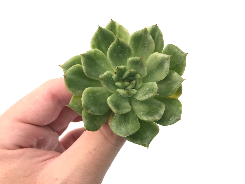 Echeveria Agavoides 'Eve' Variegated 2"-3" Rare Succulent Plant