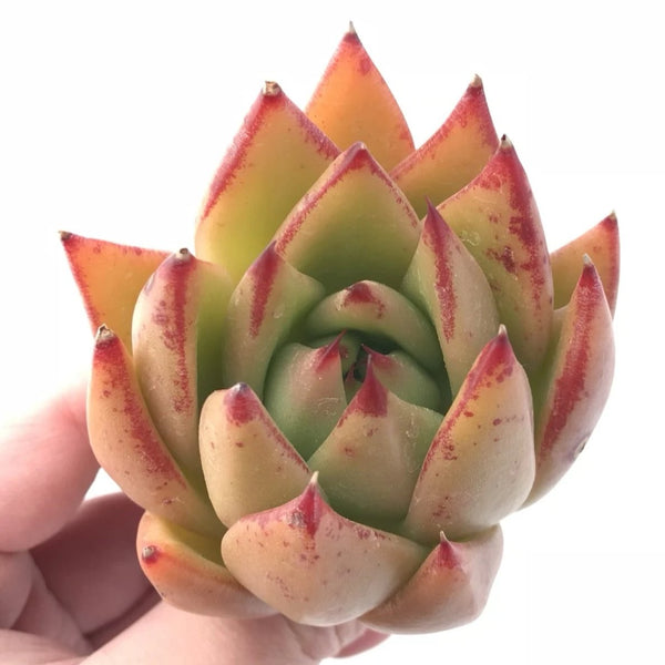 Echeveria Agavoides Ebony 3” Rare Succulent Plant