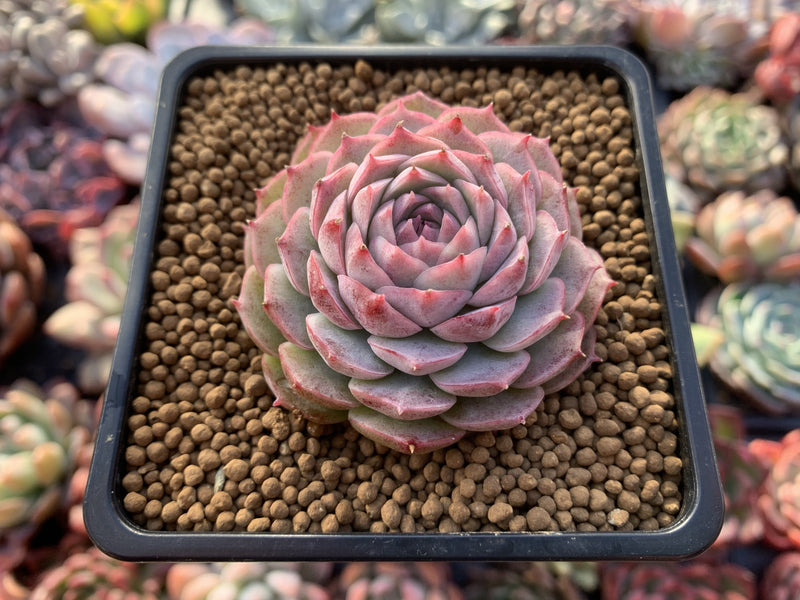 Echeveria 'Charles Rose' 2"-3" Succulent Plant