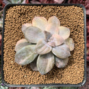 Quetzalcoatlia 'Pentandra Superba' Variegated 2" Succulent Plant (Formerly Graptopetalum 'Pentandrum Superbum' Variegated)