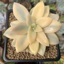 Graptopetalum 'Paraguayensis Awayuki' Highly Variegated 2" Succulent Plant