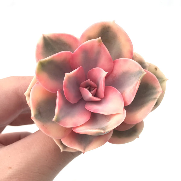 Echeveria 'Rainbow' Variegated 2" Succulent Plant