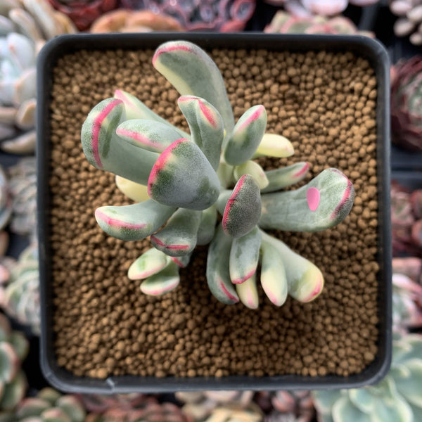 Cotyledon 'Orbiculata' Variegated 4" Succulent Plant