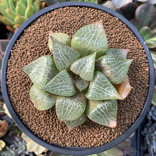 Haworthia Comptoniana Hybrid 3"-4" Succulent Plant