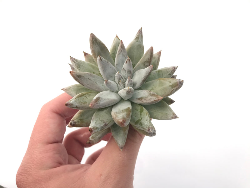 Echeveria 'Toliamensis' 4" Succulent Plant