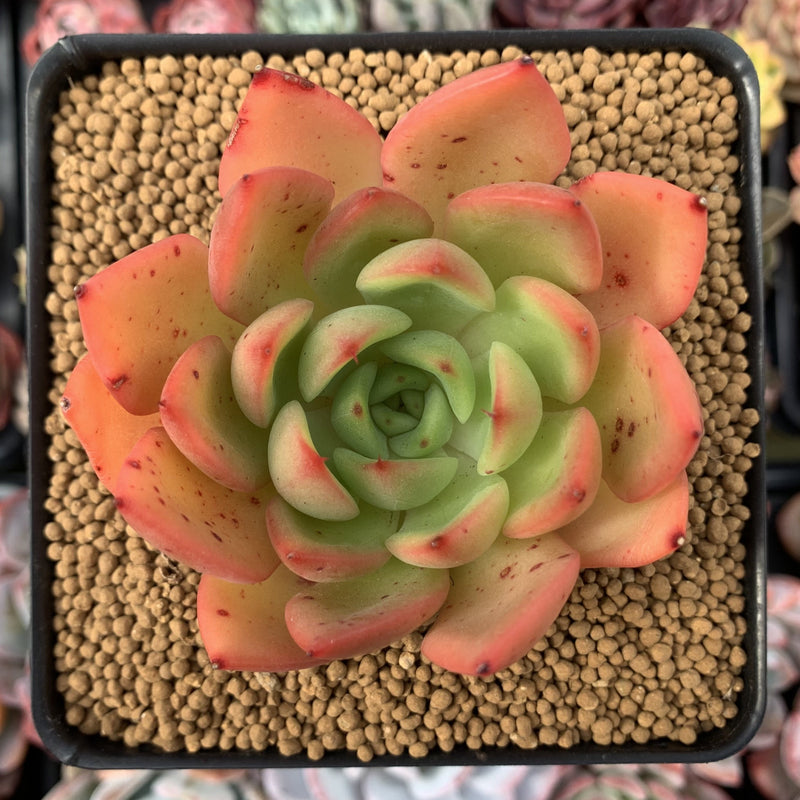 Echeveria Agavoides 'Gold Burger' 3" Succulent Plant