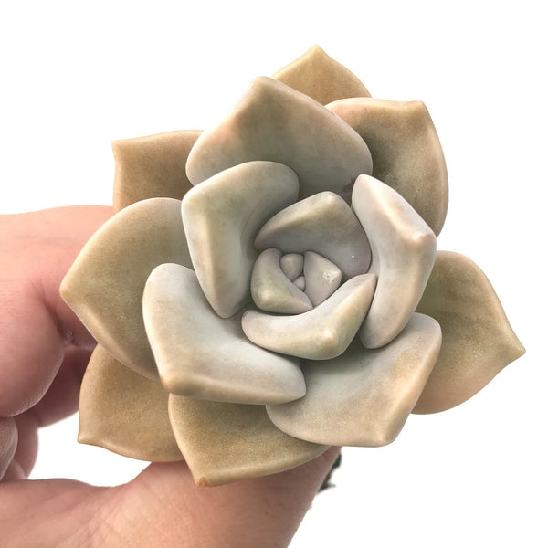 Graptoveria 'Purple Delight' Lightly Variegated 3" Rare Succulent Plant