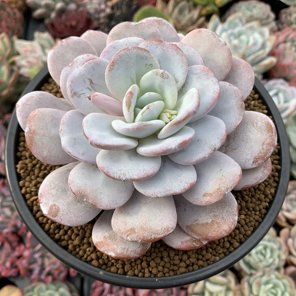 Echeveria 'Laui' 5" Powdery Succulent Plant