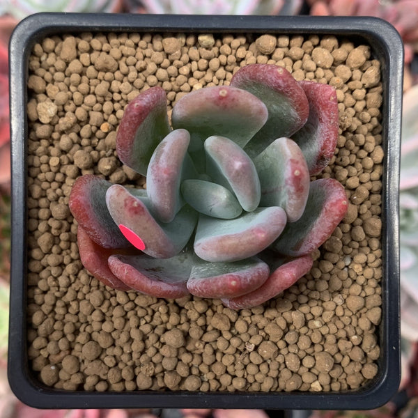 Pachyveria sp. 2" Succulent Plant