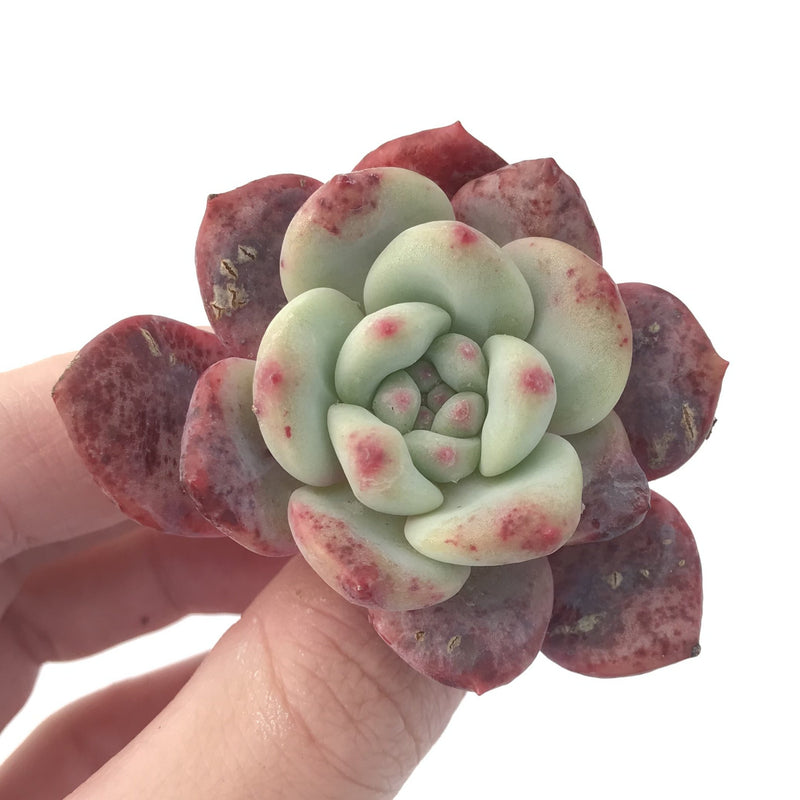 Echeveria 'Ariel' 1-2" Succulent Plant