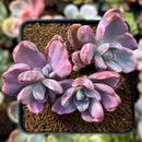 Graptoveria 'Mrs. Richards' Variegated 2" Cluster Succulent Plant