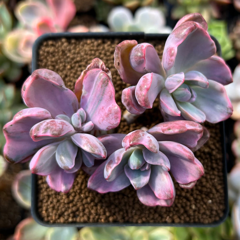 Graptoveria 'Mrs. Richards' Variegated 2" Cluster Succulent Plant