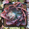 Echeveria 'Beyonce' Variegated 3" Extremely Mutated Succulent Plant