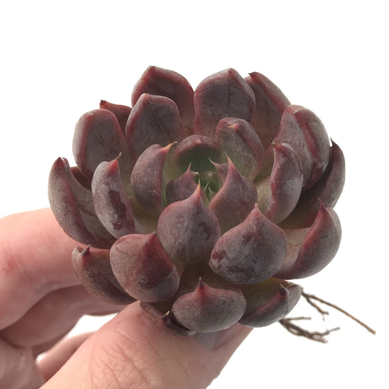 Echeveria Agavoides 'Magic Plot' 3" Succulent Plant