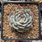 Echeveria sp. 2" Powdery Succulent Plant