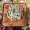 Echeveria sp. 2" Succulent Plant