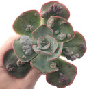 Echeveria Frill sp. 4 Succulent Plant