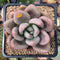 Graptoveria 'Ruby Donna' 2" Succulent Plant