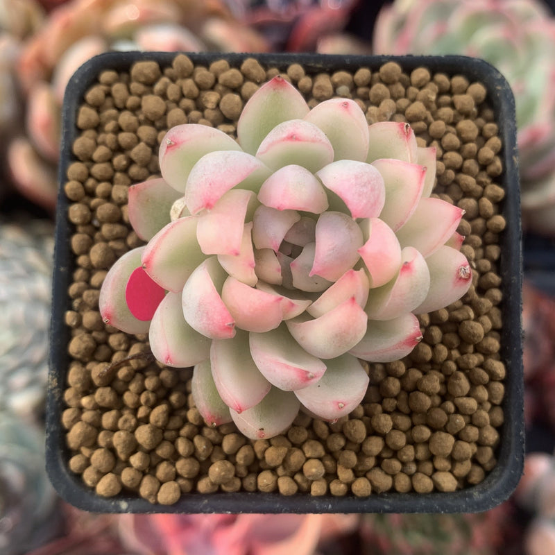 Echeveria 'Mebina' Variegated 1" Succulent Plant