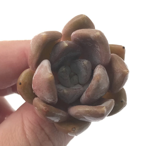 Echeveria 'Jinjuhee" 1" Rare Succulent Plant