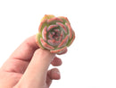 Echeveria 'Rosanna' Small 1"-2" Succulent Plant