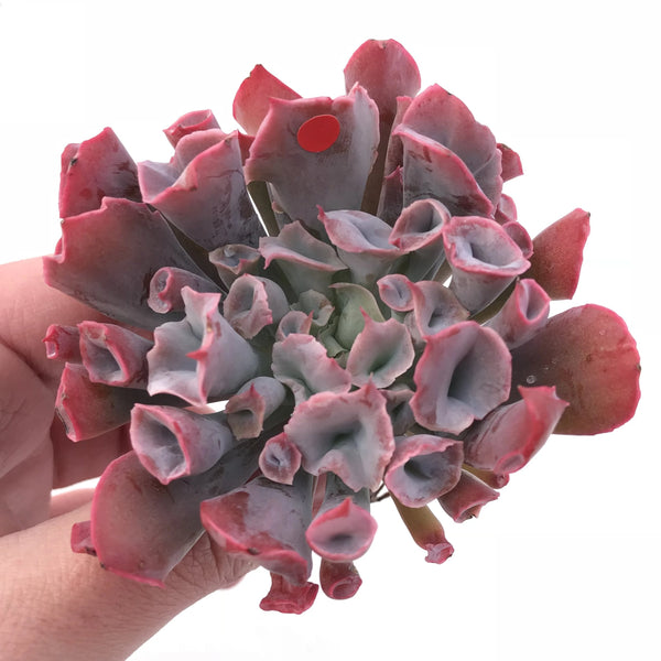 Echeveria Trumpet Pinky 3” Rare Succulent Plant