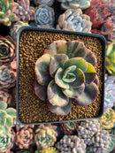 Echeveria 'Blue Metal' Variegated 3" Succulent Plant