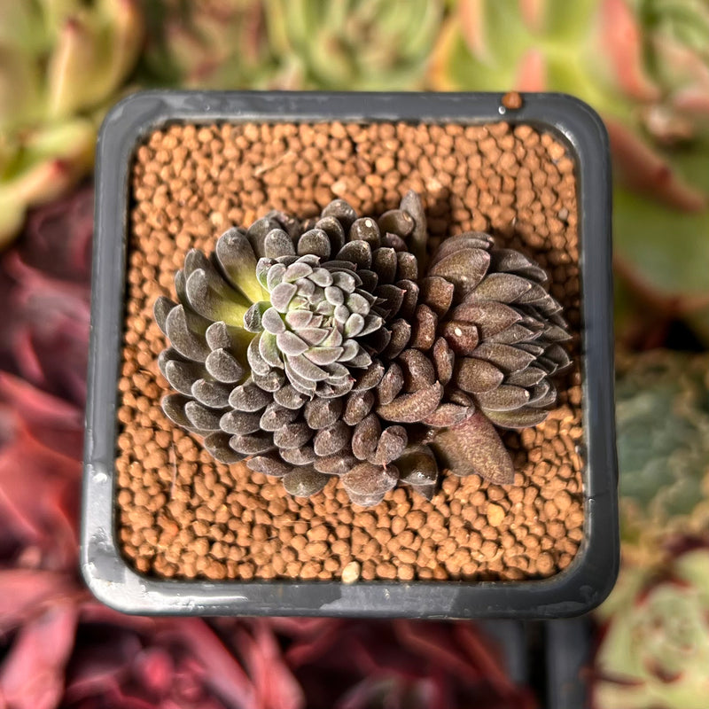 Sinocrassula Yunnanensis 1" Succulent Plant