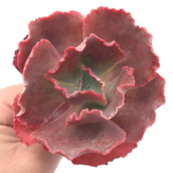 Echeveria Frill Sp. 4” Rare Succulent Plant