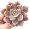 Echeveria 'Missing You' 3" Powdery Rare Succulent Plant