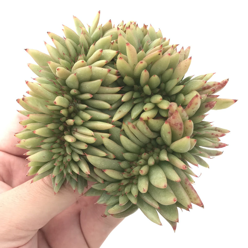 Echeveria Agavoides Crested 4" Succulent Plant