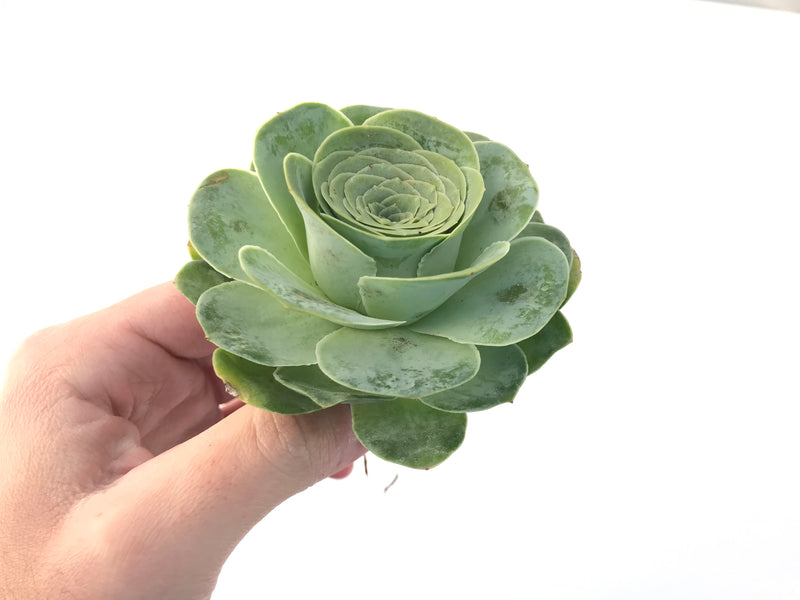 Greenovia Diplocycla Var. Gigantea 3" Succulent Plant