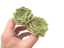 Echeveria 'Onslow' Cluster 1"-2" Rare Succulent Plant