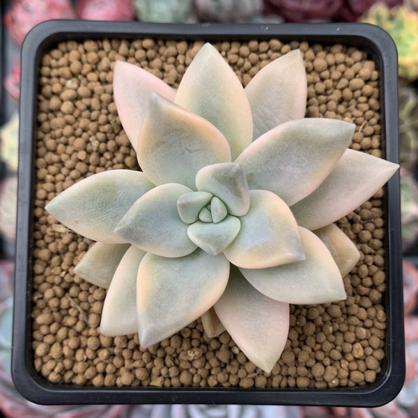 Graptopetalum 'Paraguayense' Variegated 3" Succulent Plant