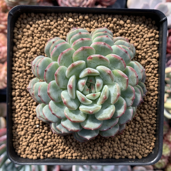 Echeveria 'White Farm' 3" Succulent Plant