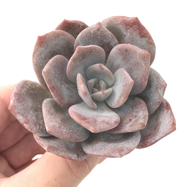 Echeveria 'Missing You' 3" Powdery Rare Succulent Plant