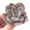 Echeveria 'Missing You' 3" Powdery Rare Succulent Plant