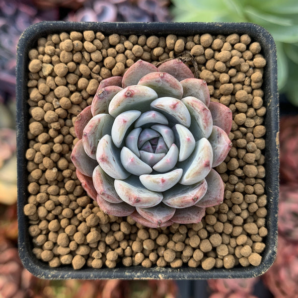 Echeveria 'Raffine' 1" Small Powdery Succulent Plant