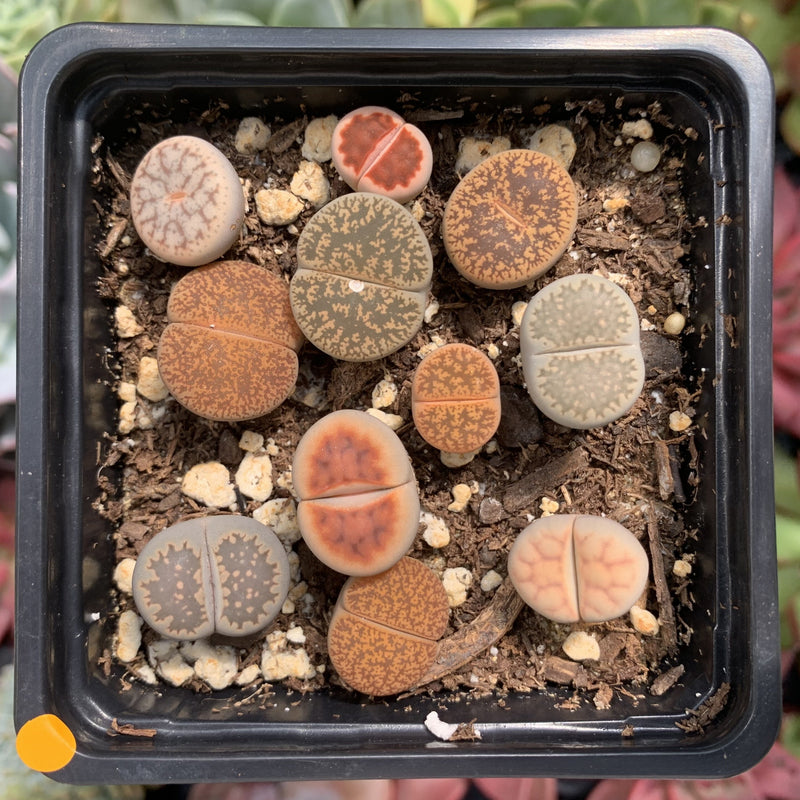 Collection of Lithops 2" (x11 Lithops) Succulent Plant