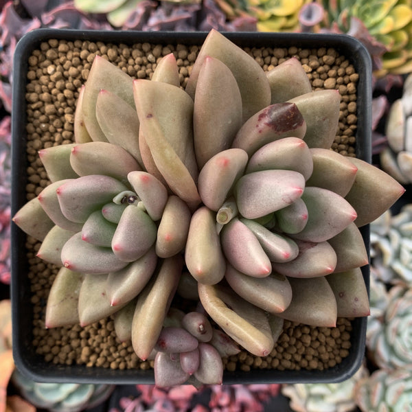 Pachyphytum 'Valentine' 5" Cluster Succulent Plant