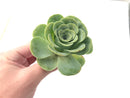 Greenovia Diplocycla Var. Gigantea 3" Succulent Plant