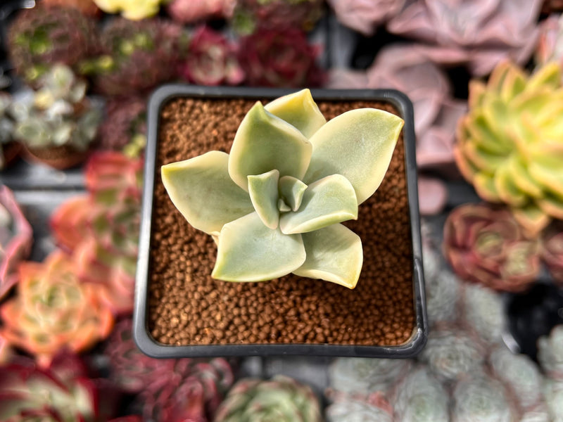 Graptoveria 'Fred Ives' Variegated 1" Succulent Plant