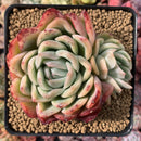 Echeveria 'Rasberry Ice' 4"-5" Succulent Plant