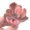 Echeveria 'Angel Wing' Variegated Succulent Plant