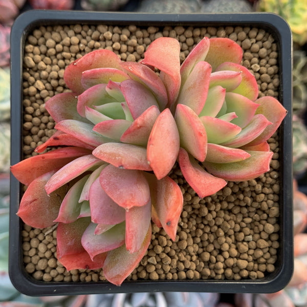 Echeveria 'Luella' Crested 2" Succulent Plant