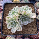 Echeveria 'Compton Carousel' Variegated 4" Succulent Plant