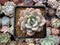 Echeveria 'Ice Cream' 3" Succulent Plant