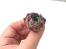 Echeveria 'Morikone' 1" Seedling Succulent Plant